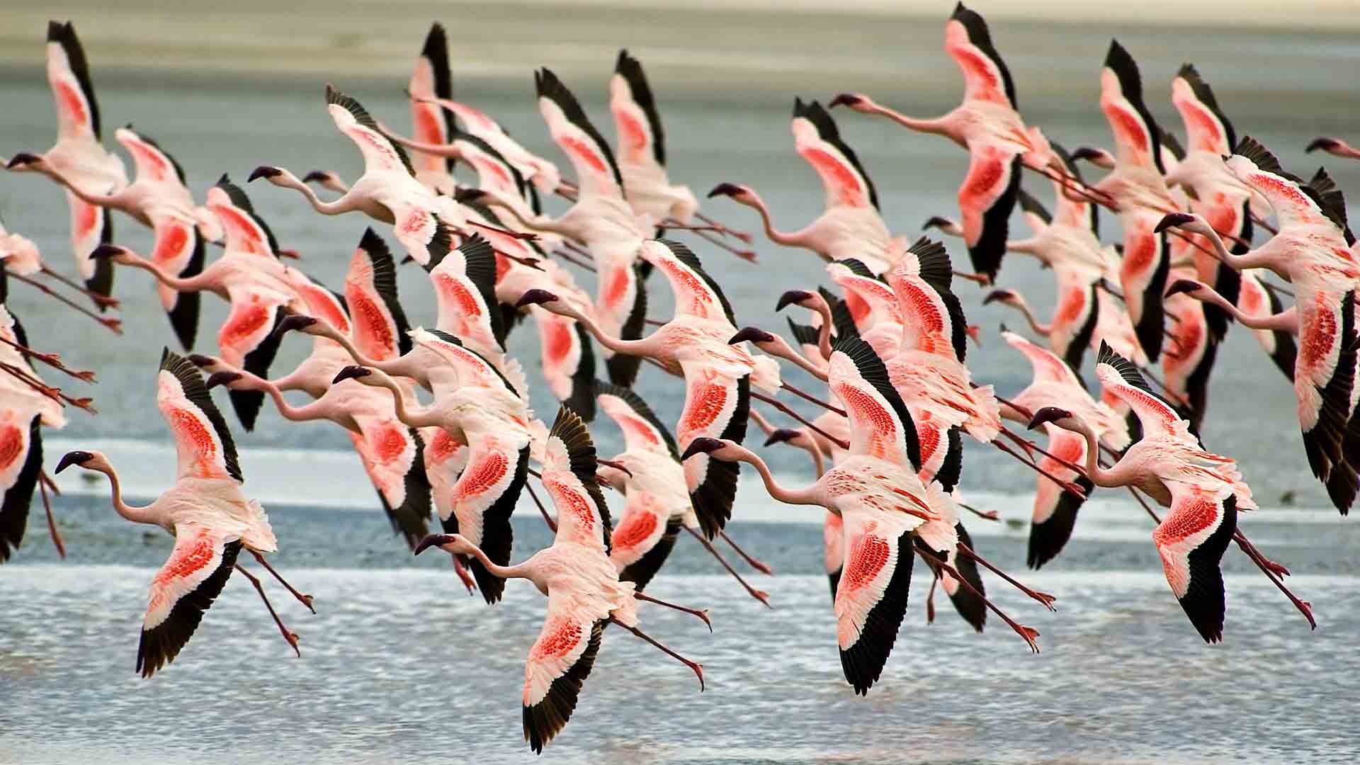 Flamingos-in-Lake-Manyara-National-Park