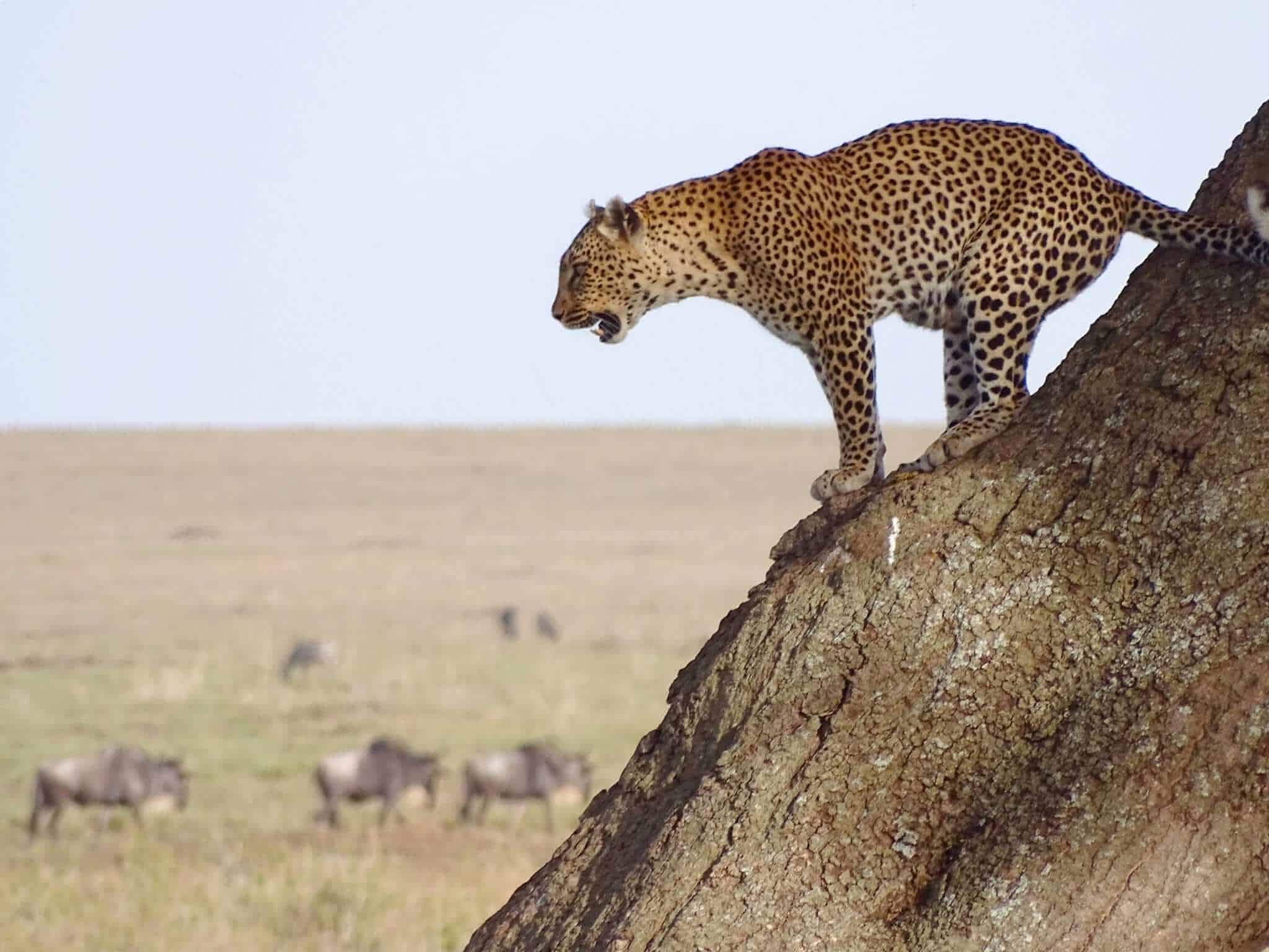 Leopards in Serengeti