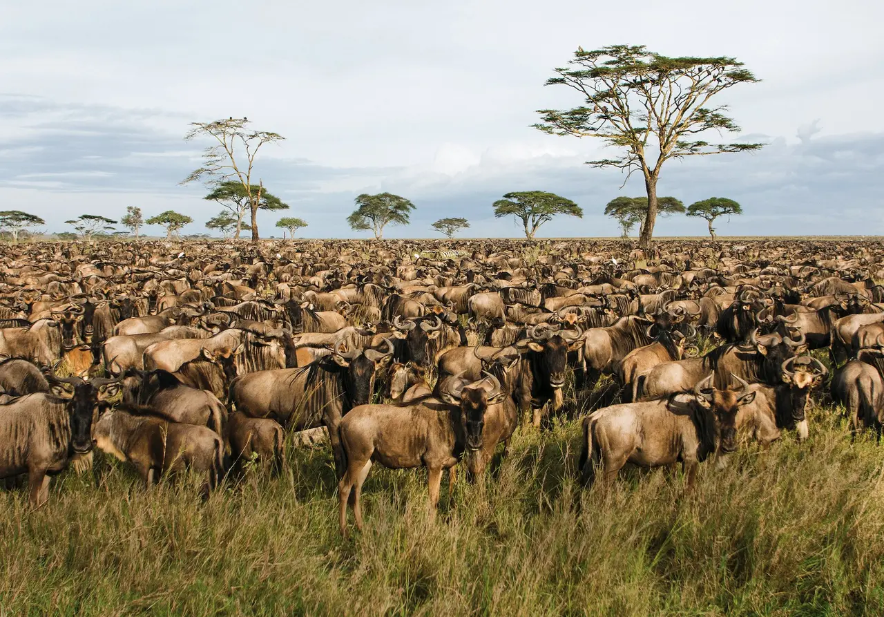 Northern Seregenti